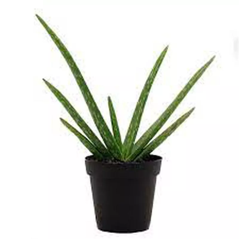 aloe-vera-barbadensis Aloe Vera Barbadensis
