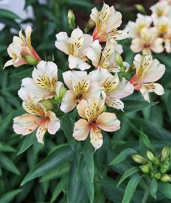 alstroemeria-koice Alstroemeria ‘Koice’
