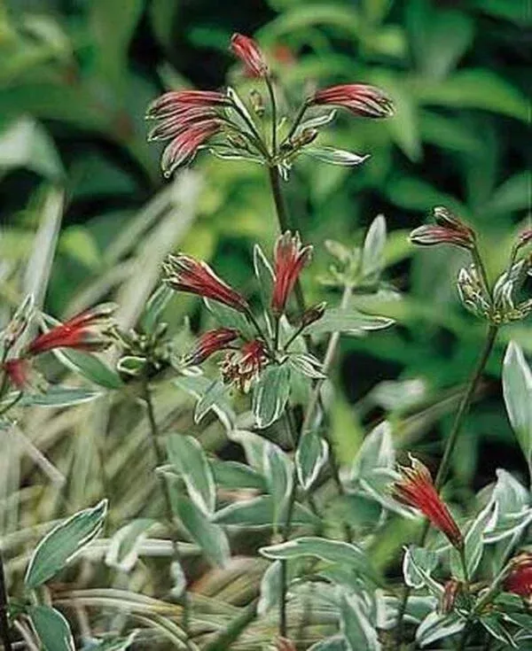 alstroemeria-psittacina-variegata Alstroemeria psittacina ‘Variegata’