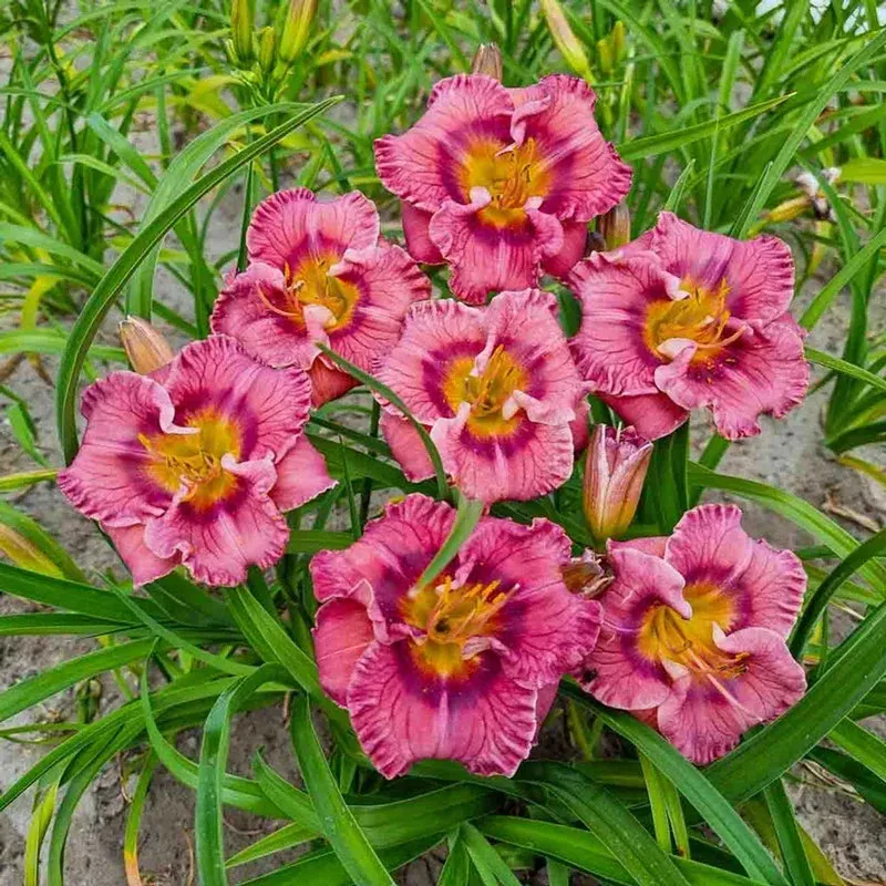 always-liberty-daylily Always Liberty Daylily