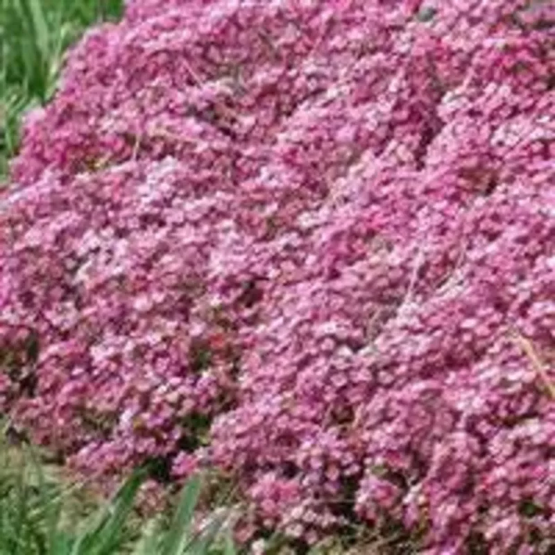 alyssum-easter-bonnet-deep-pink-10-seeds Alyssum Easter Bonnet Deep Pink – 10 seeds