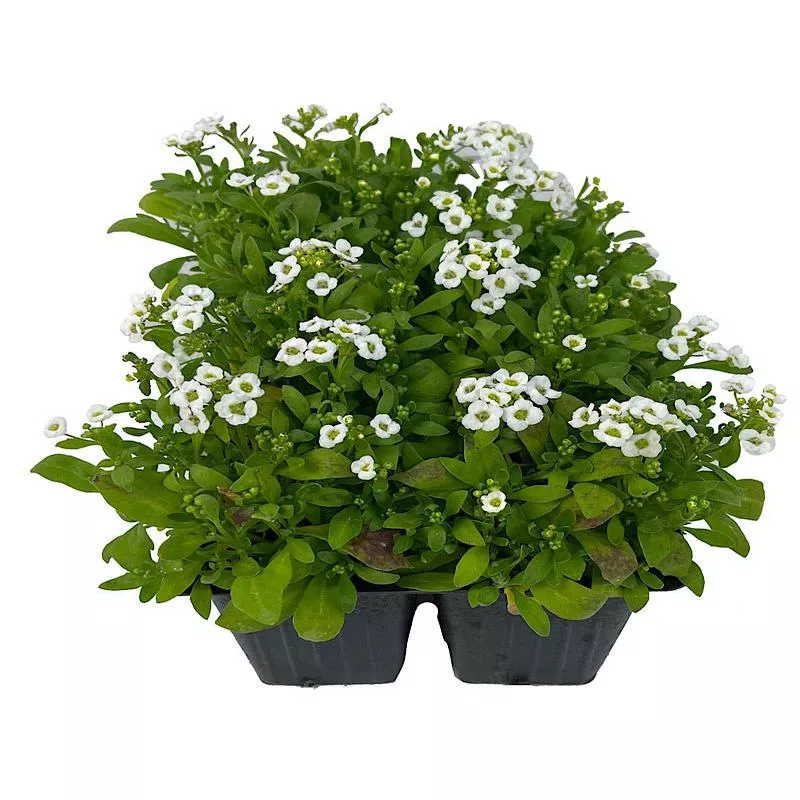 alyssum-snow-crystals Alyssum ‘Snow Crystals’