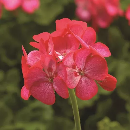 americana-rose-ice-zonal-geranium Americana Rose Ice Zonal Geranium