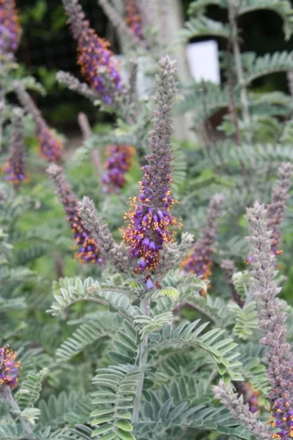 amorpha-canescens-arkansas-form Amorpha canescens Arkansas form