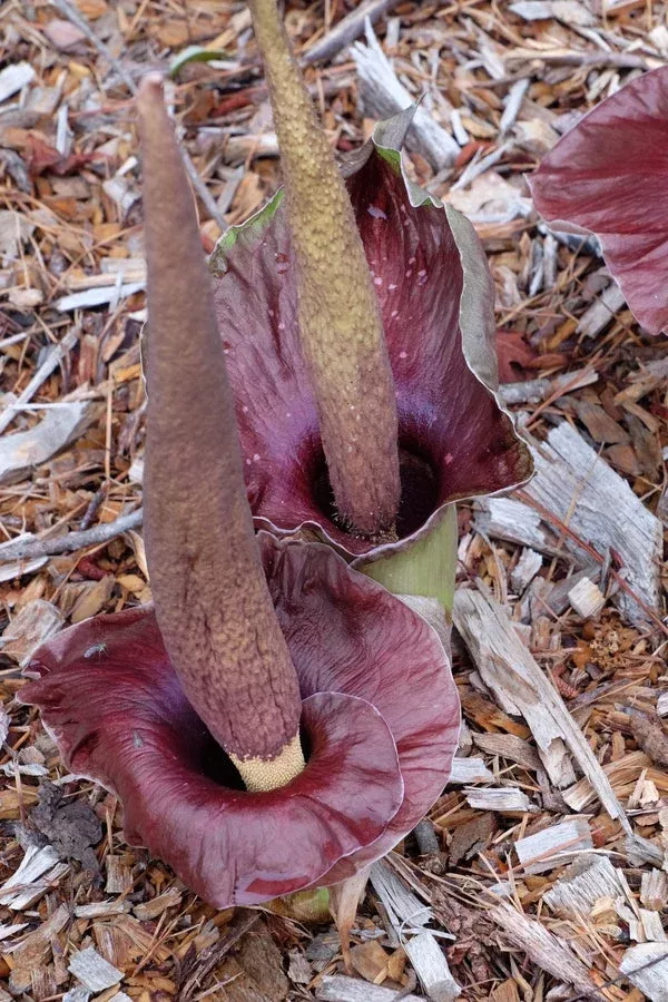 amorphophallus-henryi Amorphophallus henryi