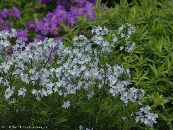 amsonia-ciliata-spring-sky Amsonia ciliata ‘Spring Sky’