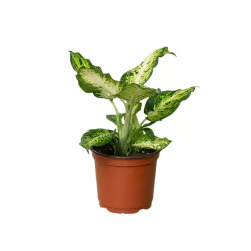 Amy Dieffenbachia