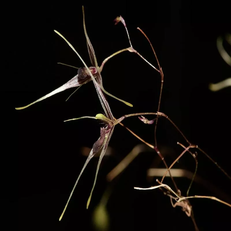 andreettaea-claviculata Andreettaea claviculata
