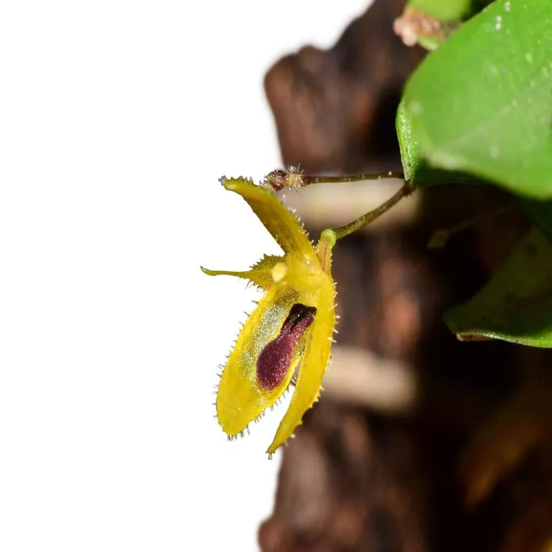 andreettaea-trullifera Andreettaea trullifera