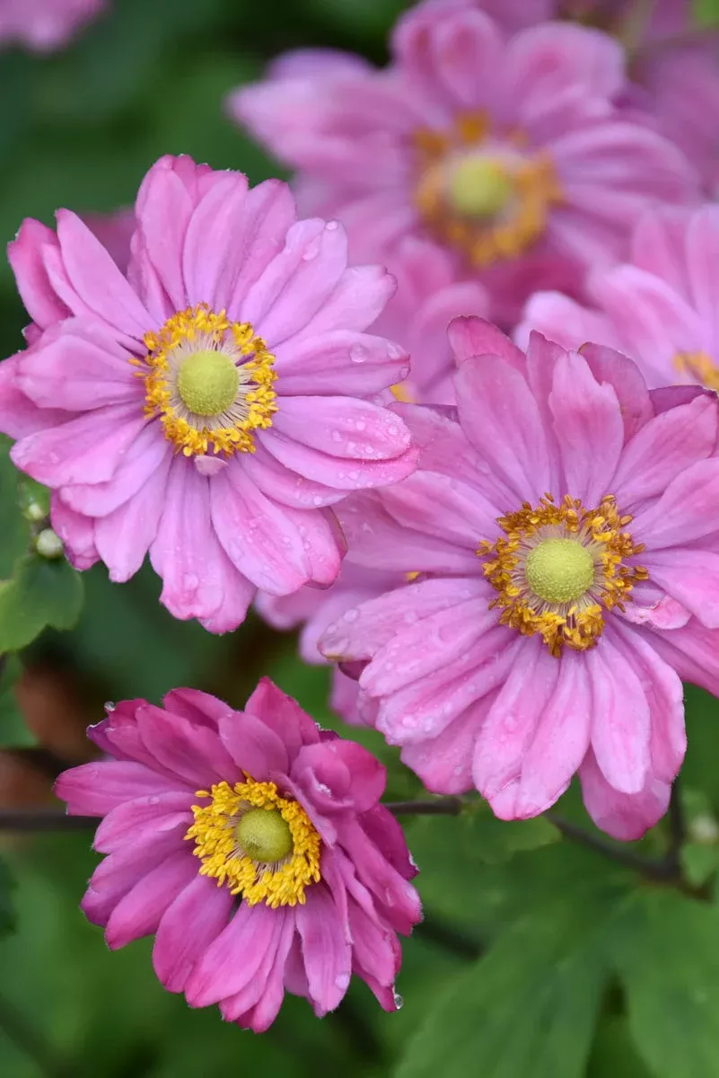 anemone-pamina Anemone, Pamina