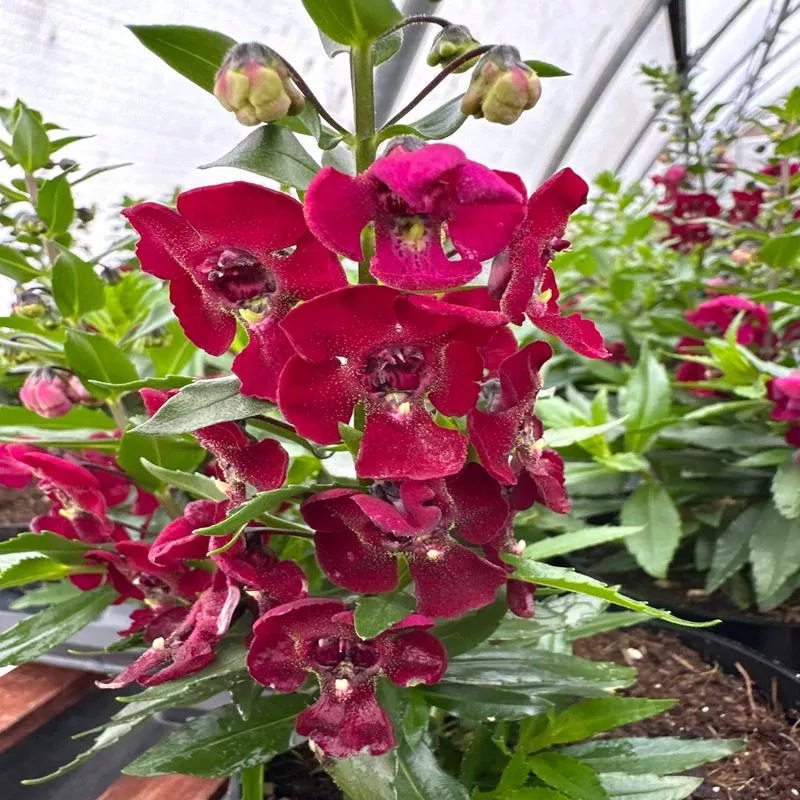 ANGELONIA ARCHANGEL RUBY SANGRIA – 4″ POT
