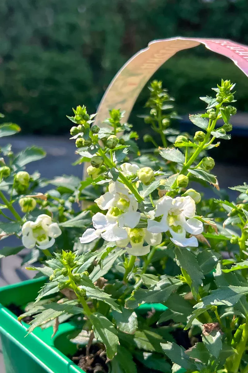angelonia-white Angelonia, White