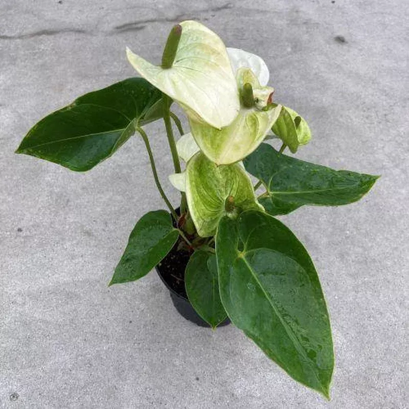 anthurium-6in-assorted Anthurium 6in Assorted