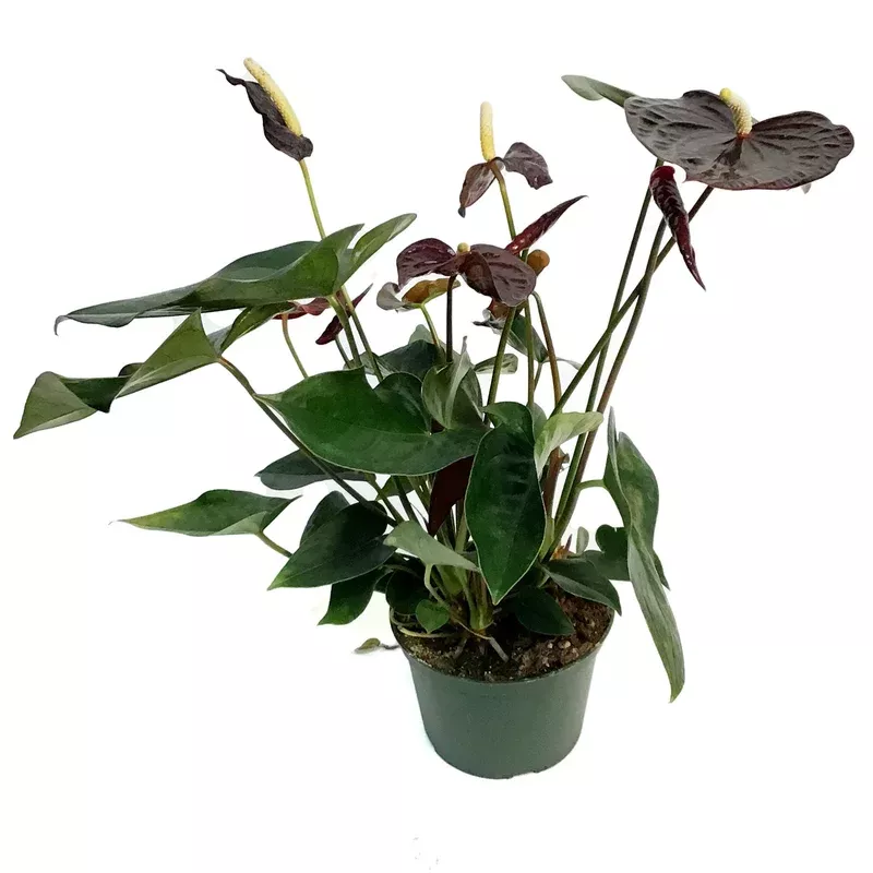 anthurium-6in-chocolate Anthurium 6in Chocolate