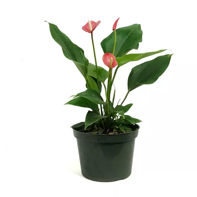 anthurium-6in-pizzazz Anthurium 6in Pizzazz
