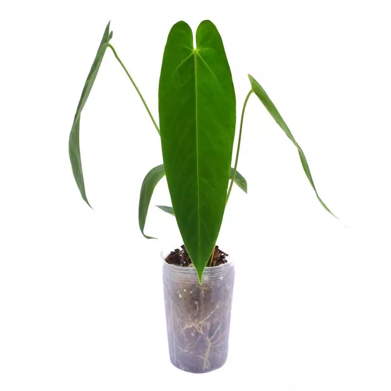 anthurium-esmeralda-queen Anthurium Esmeralda Queen