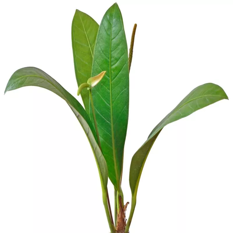 anthurium-gracile-ecuagenera Anthurium gracile Ecuagenera