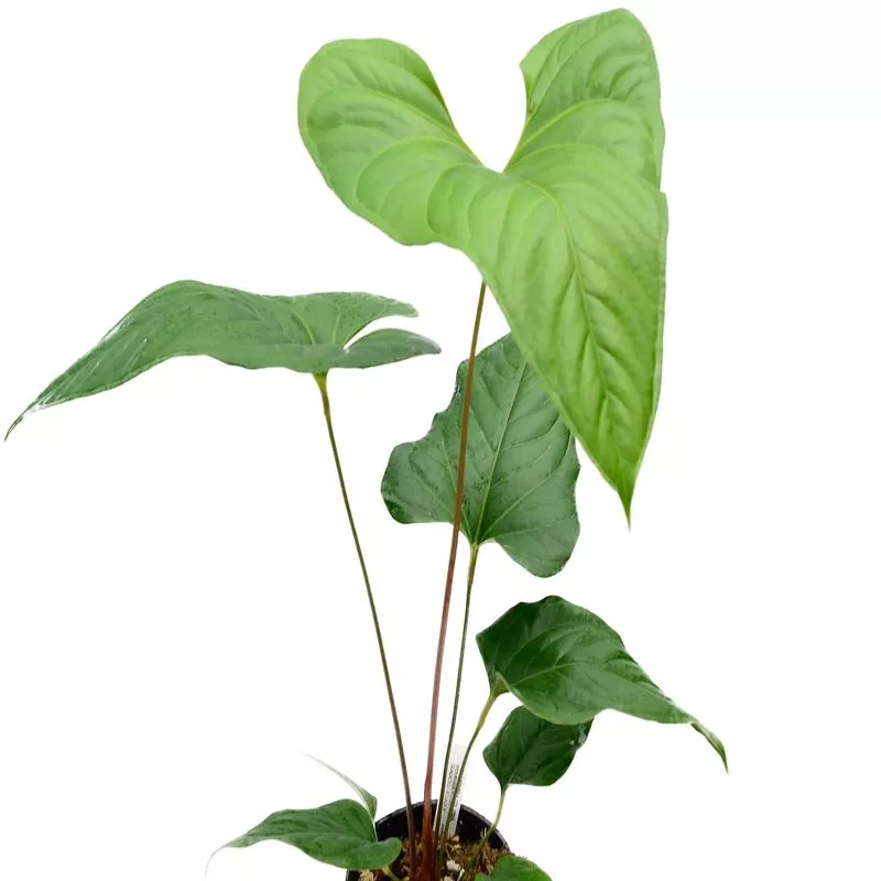 anthurium-insigne-10 Anthurium insigne 10
