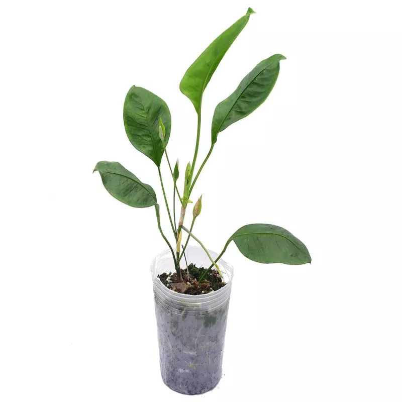 anthurium-lanjouwii-cf Anthurium lanjouwii cf