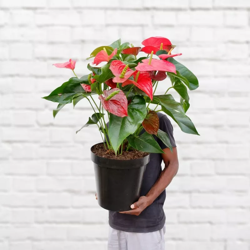 anthurium-red-large Anthurium – Red – Large