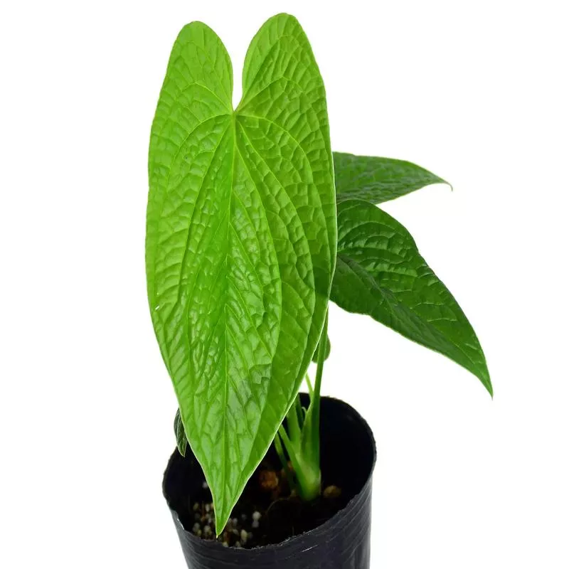 Anthurium rugulosum ‘Crinitum’