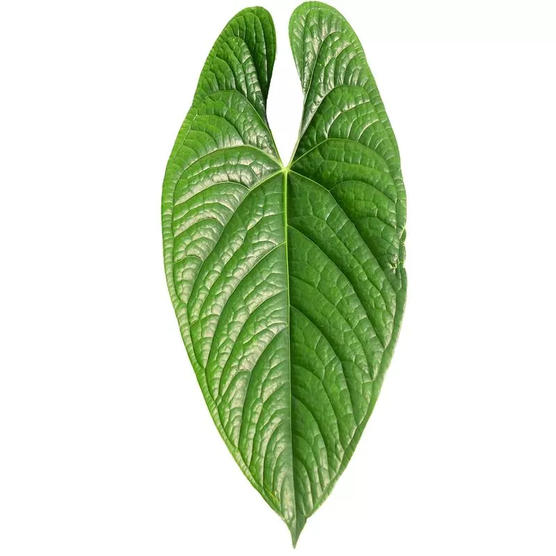 Anthurium sagittatum ‘Esmeralda’ x Anthurium luxurians