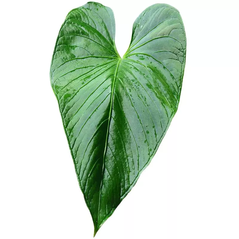 Anthurium versicolor