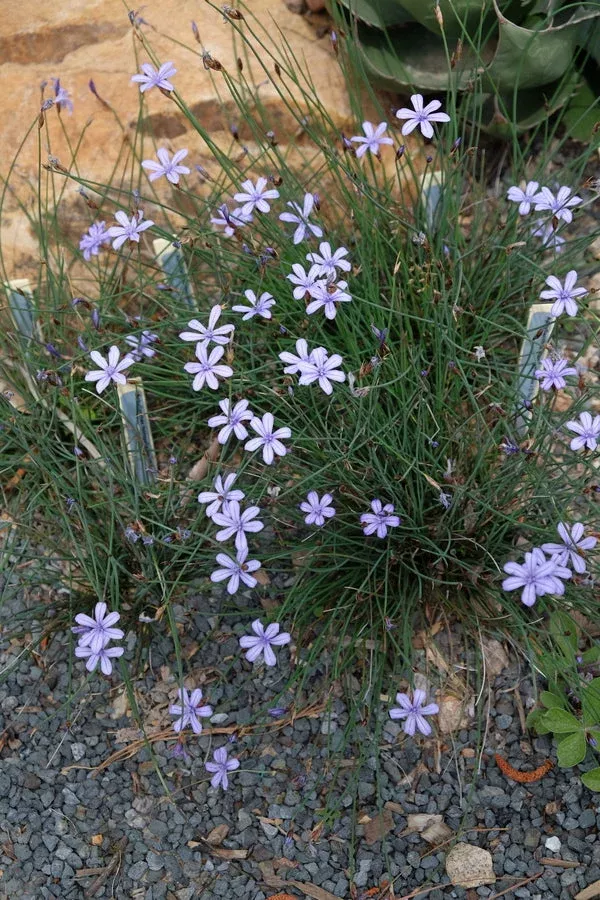 aphyllanthes-monspeliensis Aphyllanthes monspeliensis