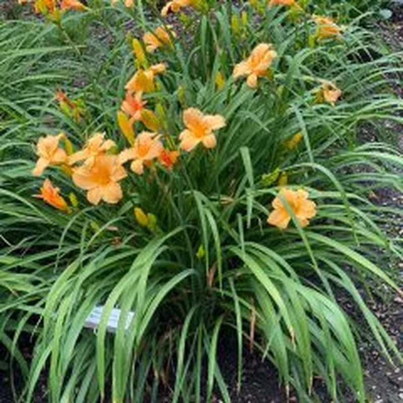 apricot-sparkles-daylily Apricot Sparkles Daylily