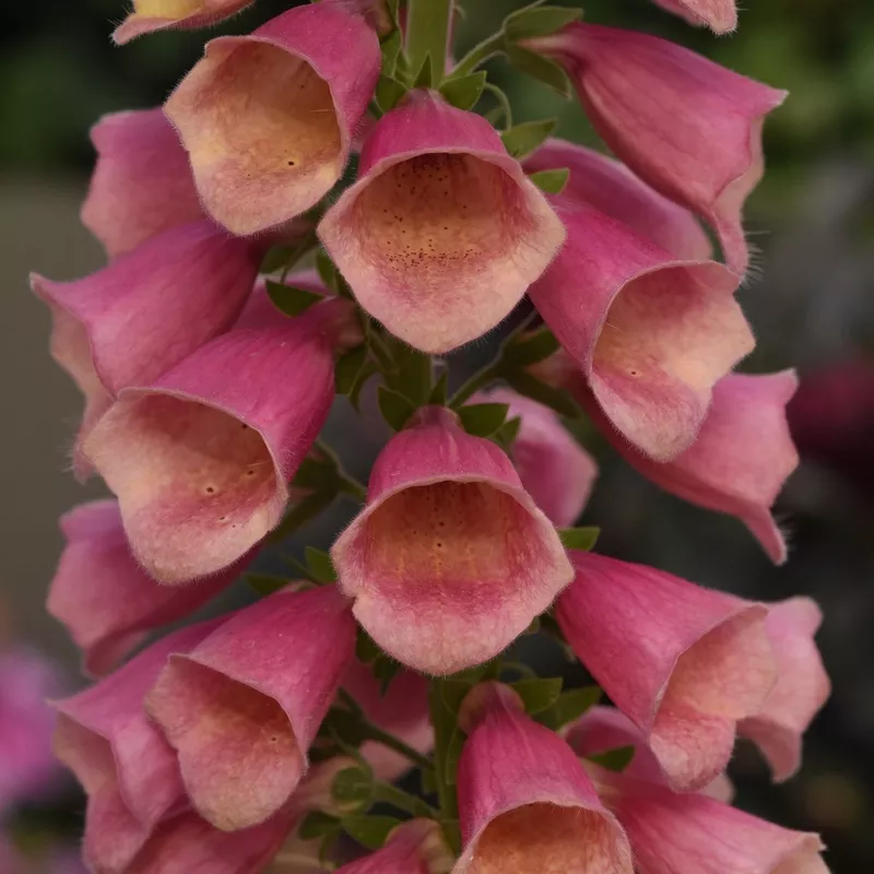 arctic-fox-rose-foxglove-digitalis Arctic Fox Rose Foxglove (Digitalis)