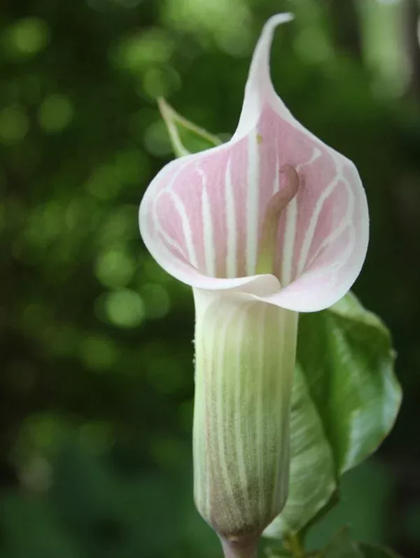 Arisaema candidissimum