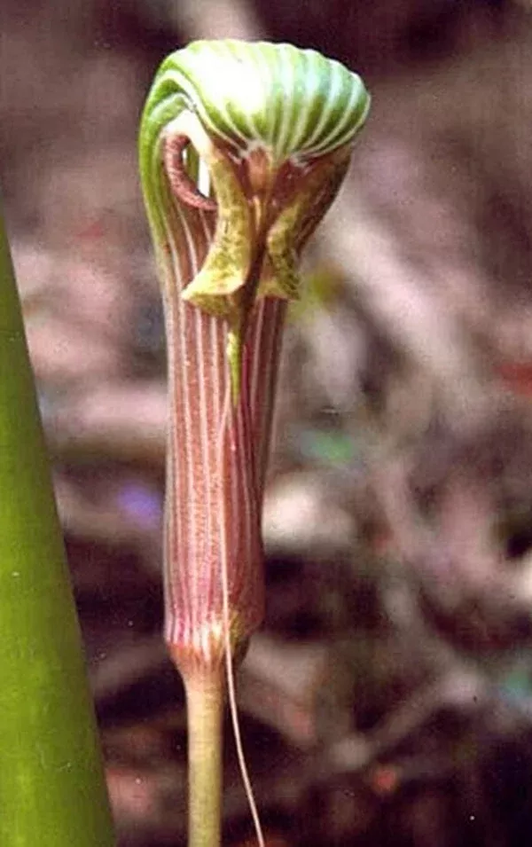 arisaema-galeatum Arisaema galeatum