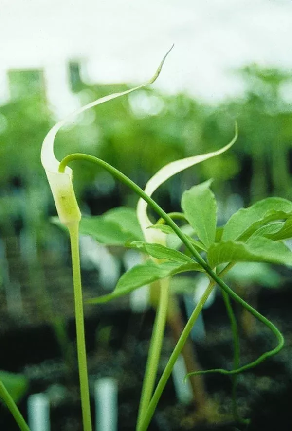 arisaema-saxatile Arisaema saxatile