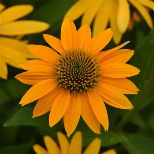 artisan-yellow-ombre-coneflower Artisan™ Yellow Ombre Coneflower