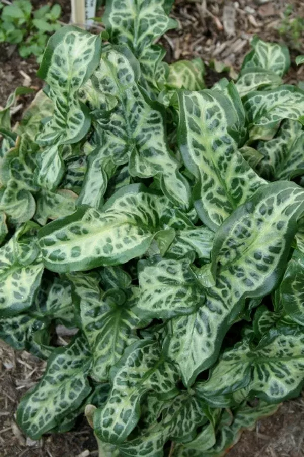 Arum italicum ‘Belldene’
