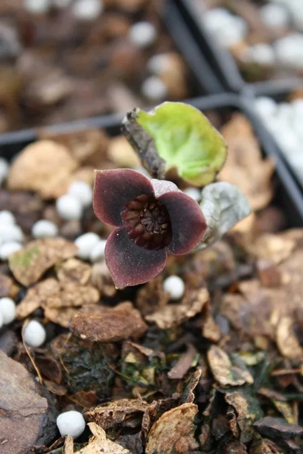 asarum-sieboldii Asarum sieboldii