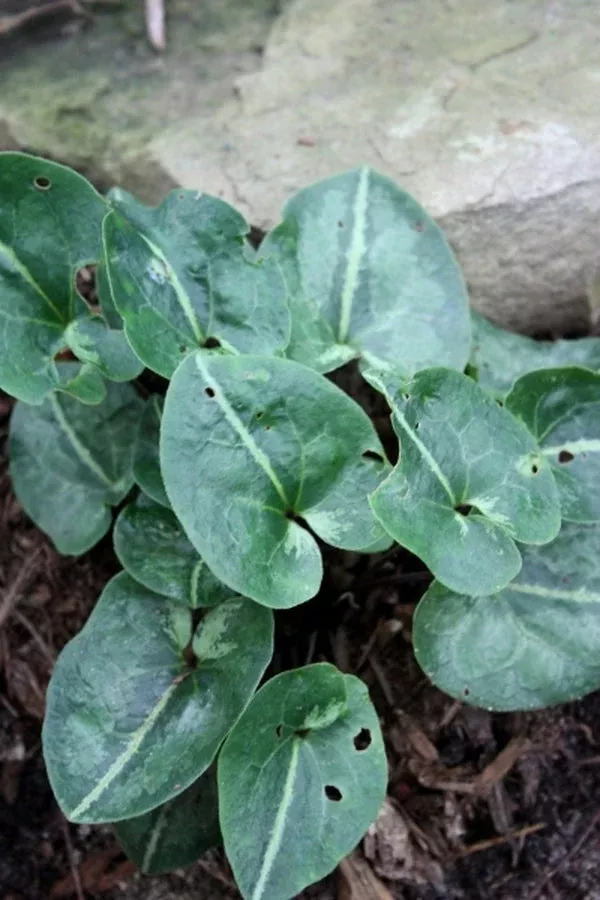 Asarum subglobosum