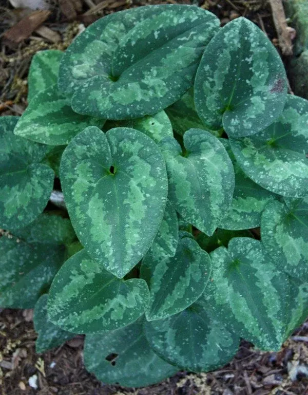 asarum-tama-rasya Asarum ‘Tama Rasya’