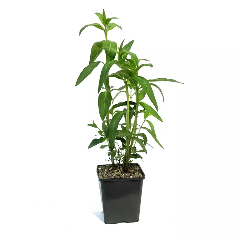 asclepias-5in-cinderella Asclepias 5in Cinderella