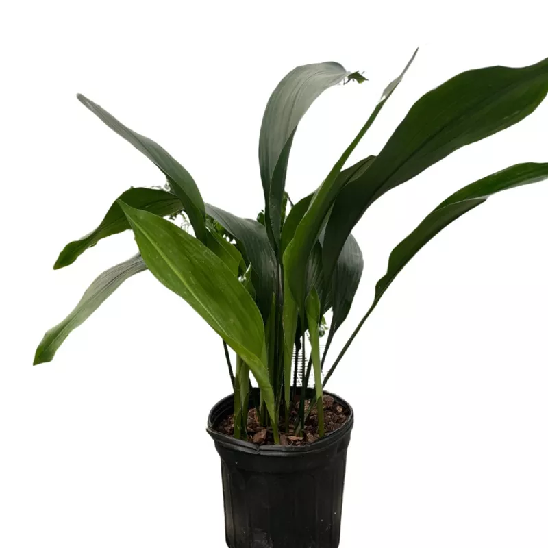 aspidistra-cast-iron Aspidistra ‘Cast Iron’