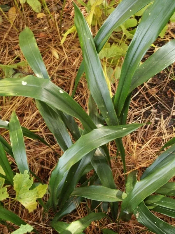aspidistra-ebianensis-green-form Aspidistra ebianensis Green Form