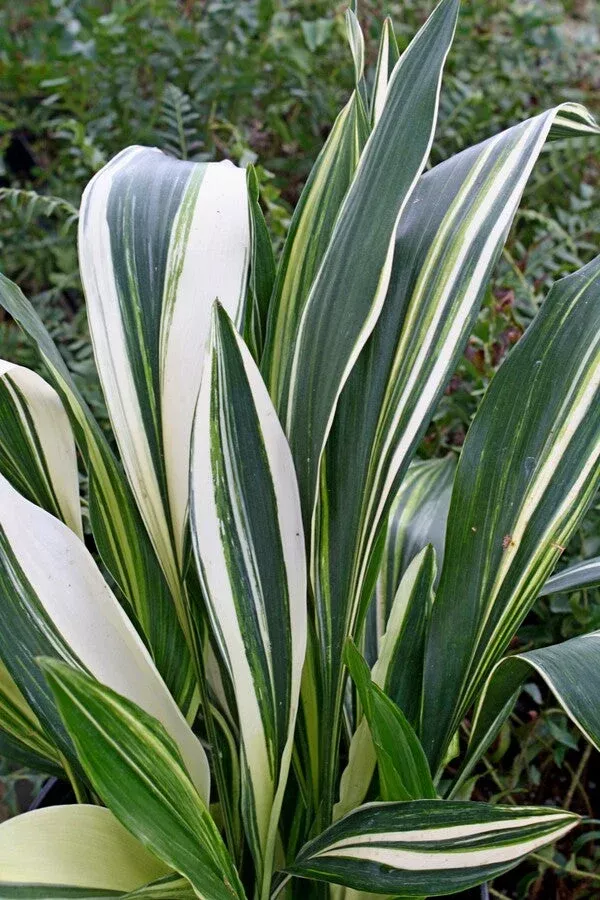 aspidistra-elatior-ippin Aspidistra elatior ‘Ippin’