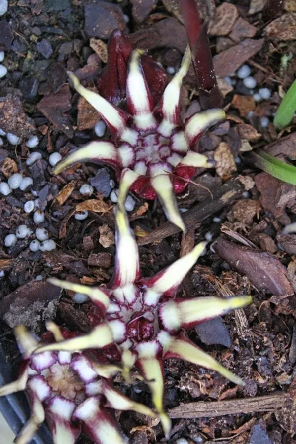 aspidistra-pulchella-kunming-starlet Aspidistra pulchella ‘Kunming Starlet’