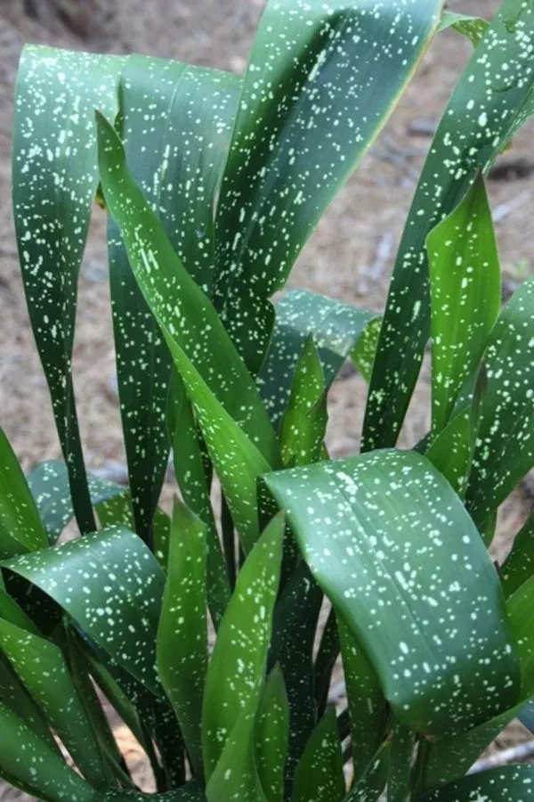 Aspidistra sichuanensis ‘Spek-tacular’