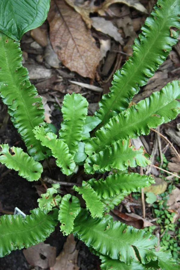 asplenium-scolopendrium-crispum Asplenium scolopendrium ‘Crispum’