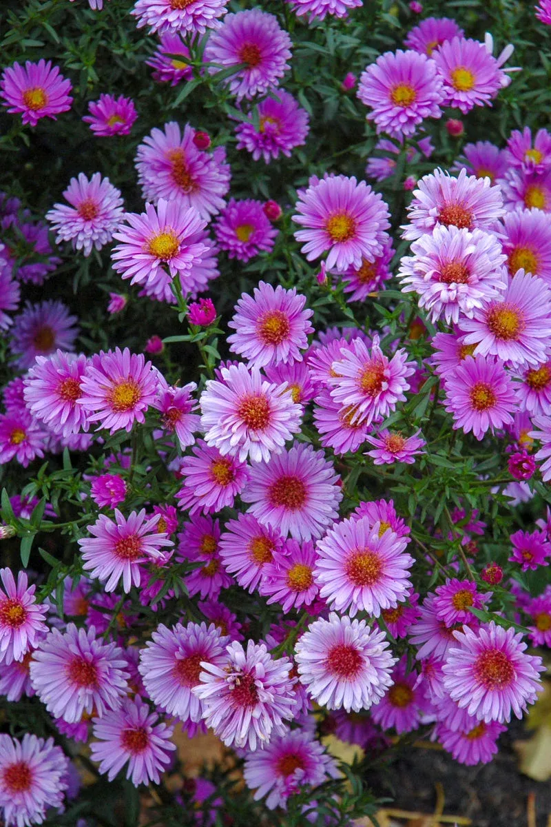 aster-purple-dome Aster, Purple Dome