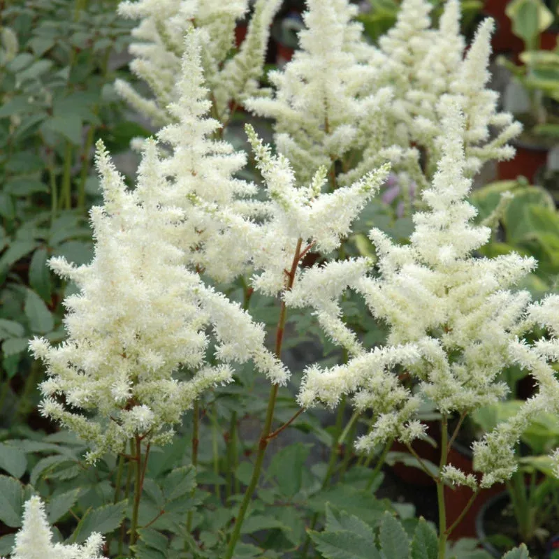 astilbe-bridal-veil Astilbe, Bridal Veil