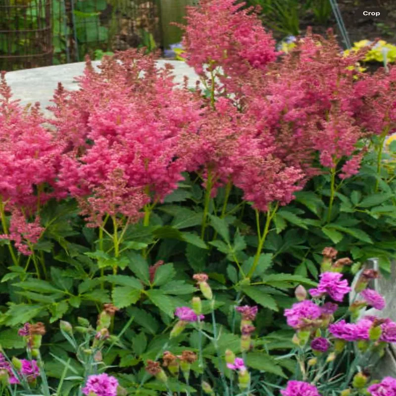 astilbe-chinensis-fireberry Astilbe chinensis Fireberry