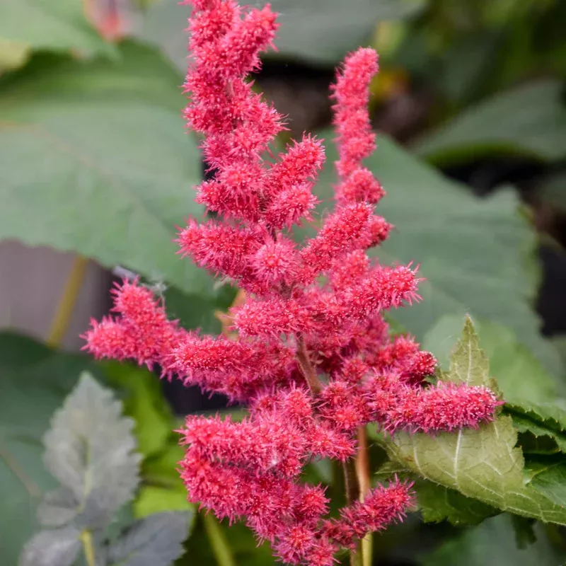 astilbe-hot-pearls Astilbe, Hot Pearls