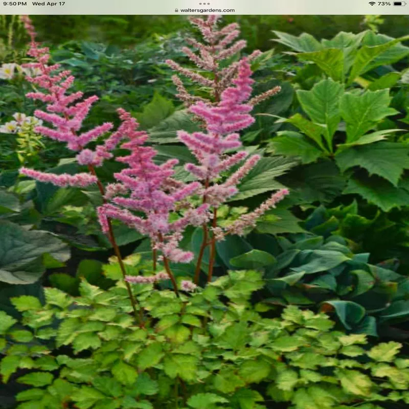 astilbe-hybrida-amber-moon Astilbe hybrida Amber Moon